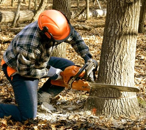 Tree Removal in Nemo, TX